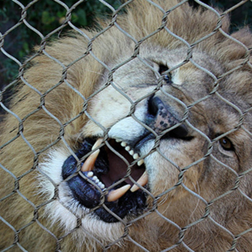 Lion enclosure fence netting m