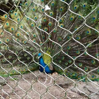 Peacock Enclosure Fence