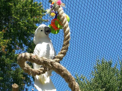 <strong>How to choose Aviary Netting</strong>