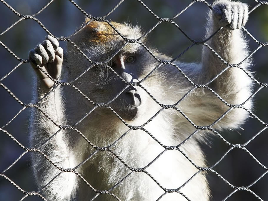 Monkey Mesh & Monkey Enclo