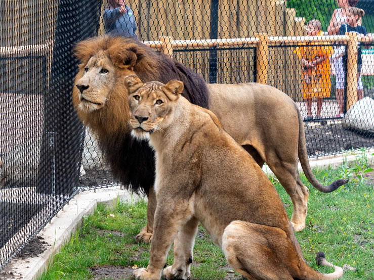 How to Choose Lion Mesh: Practical Scenarios & Specification Recommendations